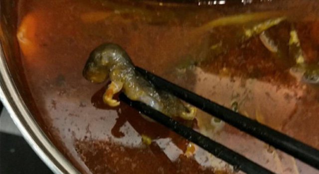 呷哺吃出老鼠怎么回事?老鼠什么样的?已经吃了一半?