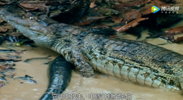 鳄鱼捕食亚马逊电鳗！结果被电得浑身颤抖