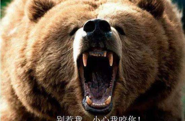 采蘑菇被熊攻击 熊出没?上山采蘑菇遇熊被它攻击咬伤！