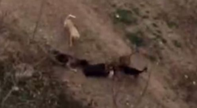老太遭恶犬撕咬怎么回事？四只恶犬围攻拖拽 谁的责任