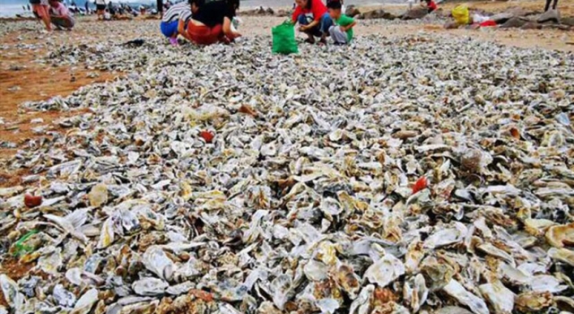 青岛市民捡海鲜 大海请客：0元带你吃不限量海鲜盛宴