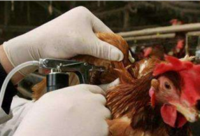 H5N6вȷ ô Ԥ
