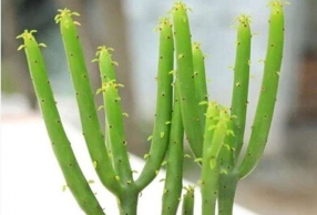 ΪʲôƲʺֲأ֪ô