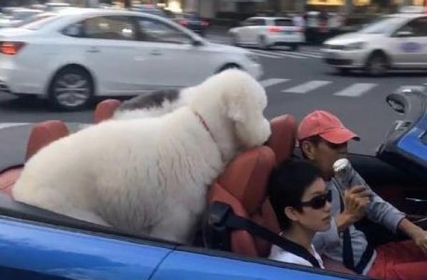 张丰毅开5百万豪车兜风，小12岁娇妻坐副驾，后座狗狗价值不菲