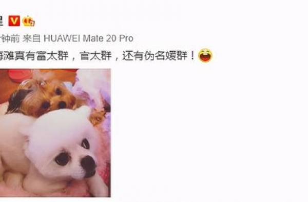 继女版名媛群后，又现男版名媛群，金星发文讽刺