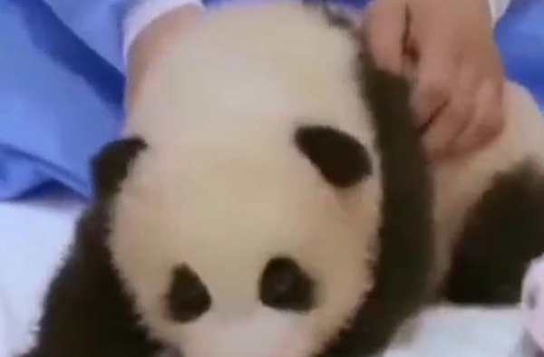 带妆拥抱、抚摸，韩国艺人违规接触大熊猫幼崽，国内网友怒了