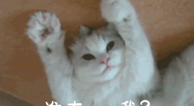 继承21亿遗产，40万爱马仕做狗袋，明星的爱宠到底有多豪？