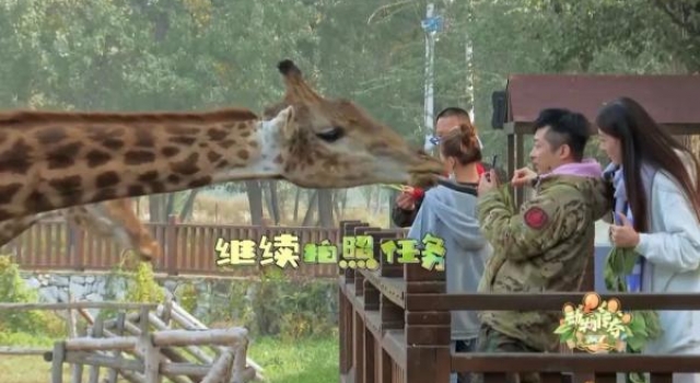 《动物传奇》准备好领取可爱动物的表情包了吗？